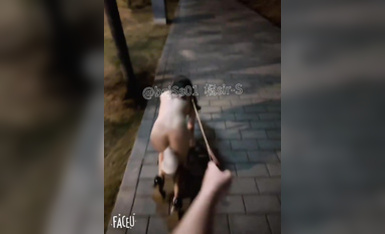 專約極品大神『橘sir-S』深夜路邊逮到一隻流浪小母狗，從路邊到公園溜了一圈，不斷的躲避著來往的行人，帶到一處僻靜的角落，勒著脖子狠狠的後入！